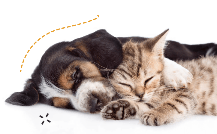 Hotel perros gatos